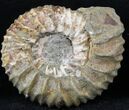 Pavlovia Ammonite Fossil - Siberia #29730-1